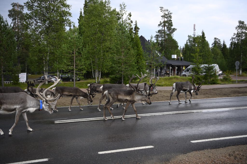 Reindeer crossing the road
