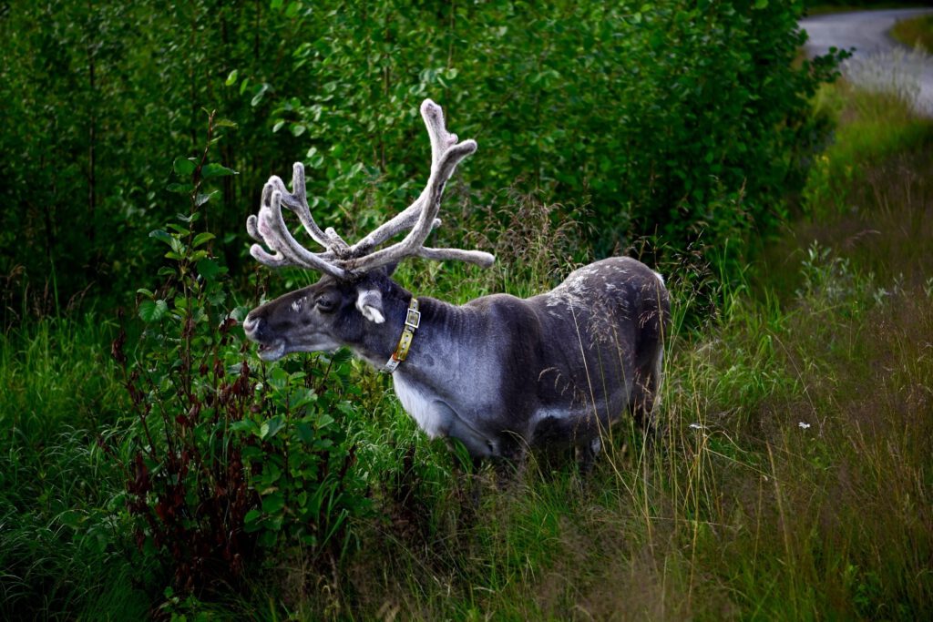 Close-up of a reindeer in the grass