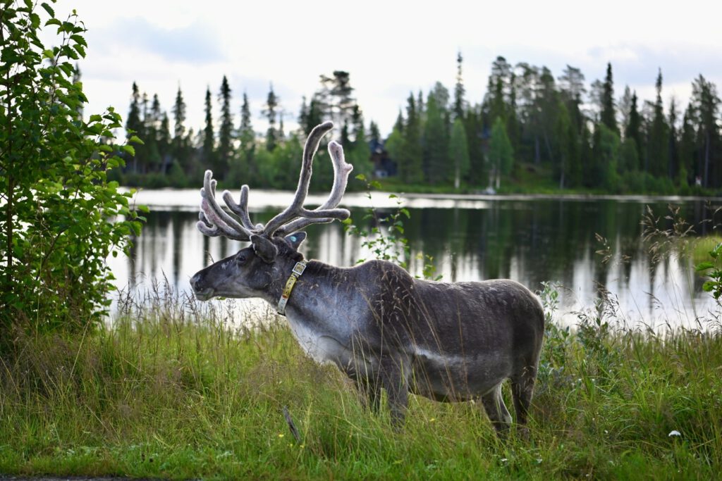 Reindeer with big antlers at a Finnish lake